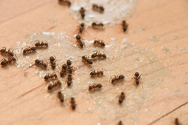 Best Flea Control Services  in Scranton, PA